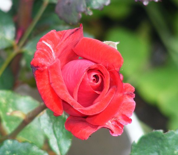 Robin Alonso photo 2013_06090056_zps8c13b4f9.jpg